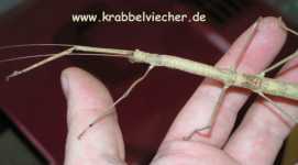 Phaenopharos khaoyaiensis
