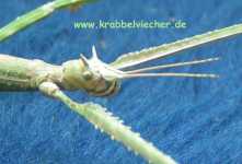 Medauroidea extradentata