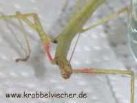 Carausius morosus