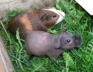 Apoc und Neo