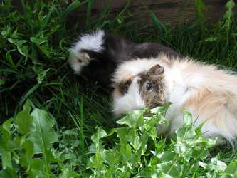 Jacky und Flecki