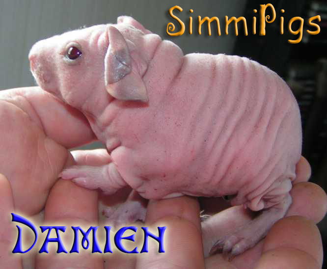 Damien
