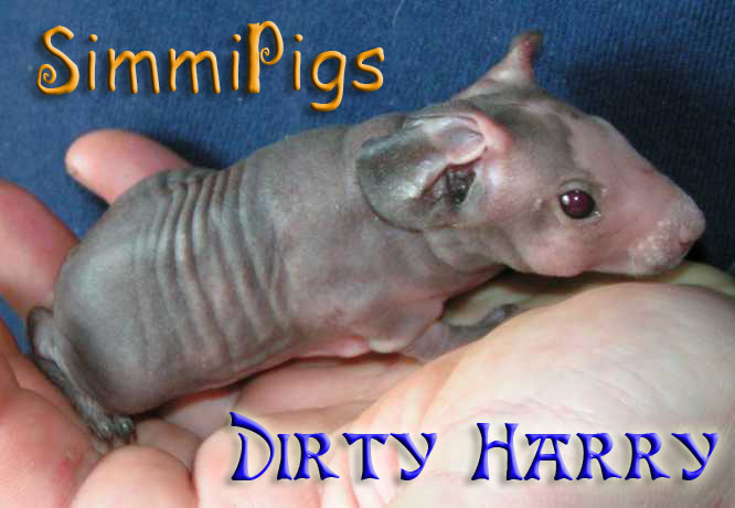 Dirty Harry