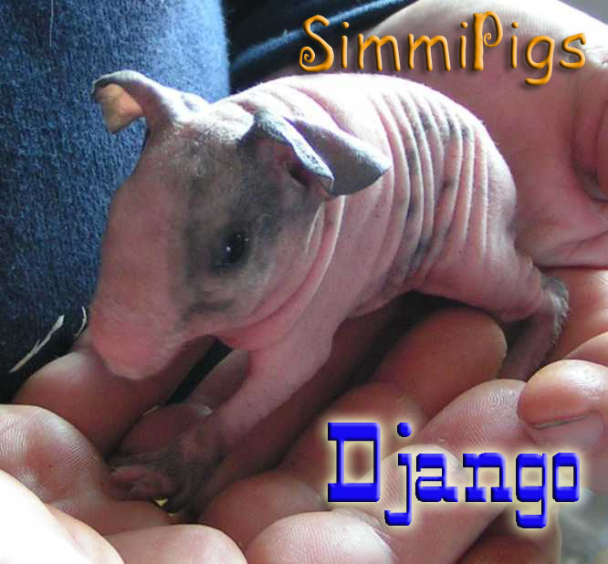 Django