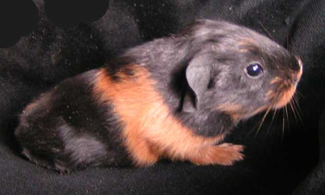 Hermine