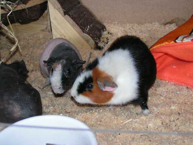 Bonita und Co.